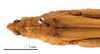 CollectionObject 1538206; 6aead1fc-afce-4f9f-bbae-a244730bddea: female head and pronotum, dorsal view (holotype of Pyrgomorpha cyprica Steinmann, 1967). (CollectionObject).