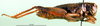 CollectionObject 1565162; 228b7edc-108a-42c2-8b2c-8ff64baa0b7f: female, lateral view (paratype). (CollectionObject).