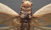 CollectionObject 1505941; dc92b144-edcd-4331-8aec-3e839a1e5faa: male pronotum, dorsal view (syntype). (CollectionObject).