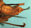CollectionObject 1520527; 853580c5-9bac-43d1-9806-a026069a60e3: female subgenital plate. (CollectionObject).