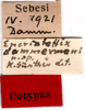CollectionObject 1505139; c1adec92-cddc-4813-ba65-cbebf26fa0fd: labels (syntype). (CollectionObject).