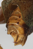 CollectionObject 1531381; NMW 2596, 4704480c-c2eb-45dd-b30a-d2ed8fa76552: male cerci (holotype). (CollectionObject).