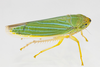 Live specimen on Draeculacephala noveboracensis (Fitch, 1851): (Observation).