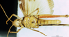 CollectionObject 1507074; e2629f85-d3fe-490d-950c-5b806ab5681e: male, ventral view (holotype of Gastrimargus floresensis). (CollectionObject).