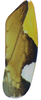 Forewing on Pseudocostanana piraquarensis (Domahovski & Cavichioli, 2023): Male holotype [DZUP]: forewing. (Observation).