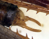 CollectionObject 1522351; b9283acb-dd9a-443b-b62e-40d2c935a8f8: male cerci (holotype). (CollectionObject).