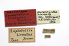 CollectionObject 1523086; 15f60377-b950-4bf7-b0be-f1e4e04a4db4: labels (lectotype). (CollectionObject).
