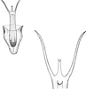 Aedeagus, ventral view: !! display not done !! on Cicadula (Cicadula) quadripunctata (Villers, 1789): Aedeagus, ventral view. (Observation).
