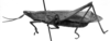 CollectionObject 1533511; 1ff825cc-14dd-40bf-ac79-d860ef4a1324, USNM 9728: Image Carbonell, C.S. male, lateral view (syntype). (CollectionObject).