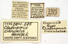 CollectionObject 1521857; 1024a1f4-f54d-49b4-a362-f789cf8afa5b: labels (holotype). (CollectionObject).