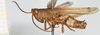 CollectionObject 1581308; 3ff11409-113d-4da5-98b0-d375de08ac4c, NHMUK10924573: male, lateral view (paratype). (CollectionObject).