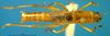 CollectionObject 1505451; bf64727d-6669-4061-85d4-b3d875da2332: male, dorsal view. (CollectionObject).