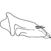 Pygofer, lateral view on Bonaspeia theroni Davies, 1987: Pygofer, lateral view (holotype). (Observation).