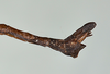 CollectionObject 1559410; 709b48d2-1f07-40d4-a5d7-111690ea043b: copyright USNM, Washington. (CollectionObject).