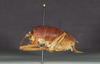 CollectionObject 1575861; 2189e54d-78c3-4ff8-b443-39fcd9981ad0: male, lateral view (holotype). (CollectionObject).