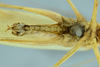 CollectionObject 1532286; d0f38850-8453-4c4c-86a0-c13d0e7a10e3: male abdomen and terminalia, ventral view (holotype). (CollectionObject).