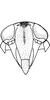 Head: !! display not done !! on Alebra rubrafrons DeLong, 1918: Face (male). (Observation).