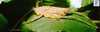 Mesagraecia bicolor Ingrisch, 1998: male habitus, lateral view (possible type). (Otu).
