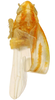 Habitus, dorsal view on Erythridula anomala (Knull, 1946): Habitus (holotype, OSU collection). (Observation).