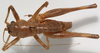 CollectionObject 1527100; 9b735199-1a54-499f-8922-f95ac121fe50: male habitus, dorsal view (holotype). (CollectionObject).