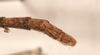 CollectionObject 1561858; 7a1f736b-dfcd-4b6c-b3a4-632a52820791: copyright OUMNH. male: end of abdomen, lateral view (holotype). (CollectionObject).
