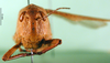 CollectionObject 1502199; f8b022b3-7820-46cb-9733-6e2fa8f64d29: female, frontal view (syntype of Acridoderes validiceps). (CollectionObject).