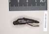 CollectionObject 1559939; NHMUK(SF IMPORT DUPLICATE) 845283, ffe8ccdc-bd45-469a-a9cd-2cf4a2ee2091: copyright Natural History Museum, London. female of Anisomorpha semele (holotype). (CollectionObject).