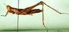 CollectionObject 1500964; 5d103c63-820d-4dab-821a-56d586951484: female, lateral view (holotype). (CollectionObject).
