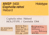 CollectionObject 1523704; 6421faa9-6fd3-46c3-a081-aed7a65a9355, ANSPType no. 5433: labels (holotype). (CollectionObject).