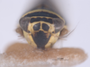 Head on Colladonus decorus Nielson & Godoy, 1995: (Observation).
