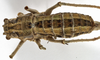 CollectionObject 1529602; 2c927482-d6aa-433d-9169-15803ad821c9: female, dorsal view (syntype). (CollectionObject).