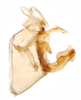 Pygofer, lateral view: !! display not done !! on Delphacodes recurvatus Beamer, 1948: (Observation).