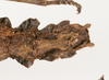 CollectionObject 1562366; 18015c91-8d6b-4b85-b5ad-3bd2e02bbe64: copyright ZMUH, Hamburg. female: end of abdomen, ventral view (syntype). (CollectionObject).