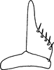 Subgenital plate, ventral view on Atanus loriatus Cheng, 1980: Subgenital plate. (Observation).