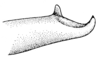 Machimoides vivasi Rehn, 1950: Fig. 5 (after type). male left cercus, dorsal view. (Otu).