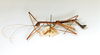 CollectionObject 1558424; fb8e9887-0967-4566-a5d9-fa55f7668595: copyright ETHZ. male of synonym Diesbachia rarospinosa, lateral view (holotype). (CollectionObject).