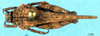 CollectionObject 1537613; 4997cf7c-8ec0-4784-a96b-9a31d213a4a1, DORSA EXotumarP01: male, dorsal view (paralectotype). (CollectionObject).
