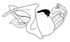 Jumandiacris perlata Amédégnato & Poulain, 1998: Fig. 6. Phallic complex (lateral view), epiphallic remove except latero-ventral sclerites. (Otu).