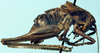 CollectionObject 1522424; 588a8b6c-2b9a-4c03-ba02-5fe368e5050b: male (holotype). (CollectionObject).