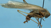 CollectionObject 1533195; 5997e835-0921-4607-a8de-f64ccfffb1e4: male, lateral view (holotype). (CollectionObject).