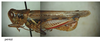 Melanoplus perezi Otte, 2012: male. (Otu).