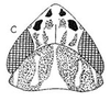 Head: !! display not done !! on Graminella sonora (Ball, 1900): head, dorsally. (Observation).