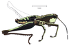 Microtylopteryx hebardi hebardi Rehn, 1905: male, lateral view. (Otu).