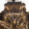 Head: (Observation).