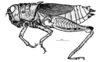 Aucacris eumera Hebard, 1929: Fig. 1. female, habitus. (Otu).