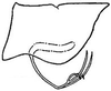 Pygofer, lateral view on Chlorotettix filamenta DeLong, 1937: genital capsule, laterally. (Observation).