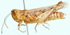 Pseudogmothela rehni Karny, 1910: female, lateral view. (Otu).