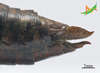 CollectionObject 2243534; Unioeste Cascavel K-0590, ff376773-209d-4a5c-9be0-c39e3d974e9e, Unioeste Cascavel K-0590: Female, terminalia in lateral view. (CollectionObject).