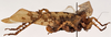 CollectionObject 1534641; bd7bdfaa-b834-422c-b01c-3a0af2992374: female, lateral view (holotype). (CollectionObject).