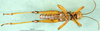 CollectionObject 1501323; a7dbc09a-a304-47db-bd59-157478ff0244, DORSA BA000876S01: male, ventral view (holotype of Zubovskya mandshurica). (CollectionObject).